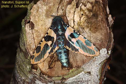 Challia Insect Papua Insects Foundation (Lepidoptera/Cossidae/Chalcidica pallescens)